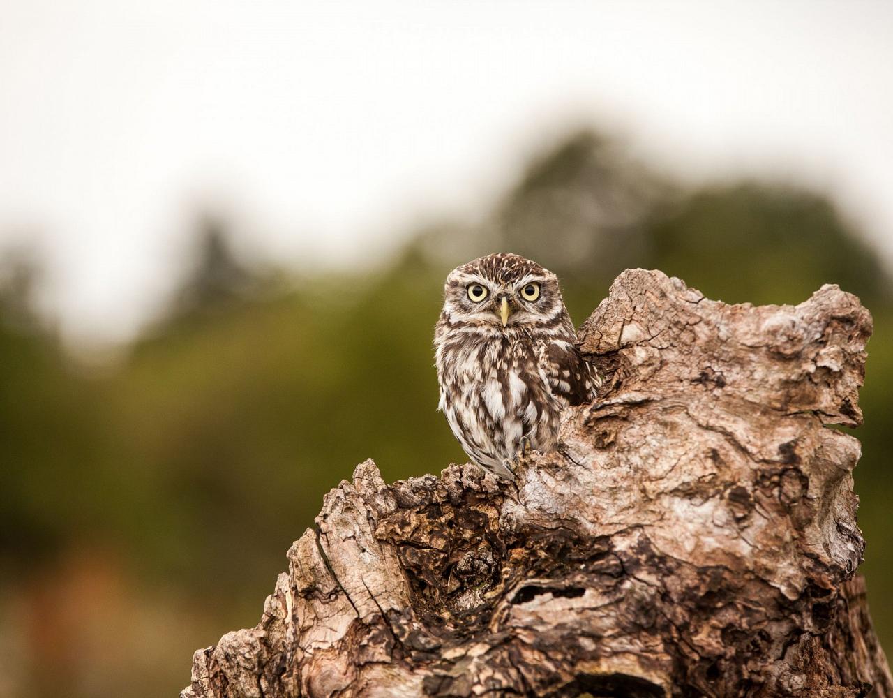 Birding Croatia, Birding Europe, Bird watching Croatia, Adriatic Sea, Balkan Peninsula, Nature Tour, Naturalist Journeys, Wildlife Tour, Wildlife Photography, Ecotourism, Specialty Birds, Birding Hotspot, Krka National Park, Pag, Spring Migration, European Wildlife Tour