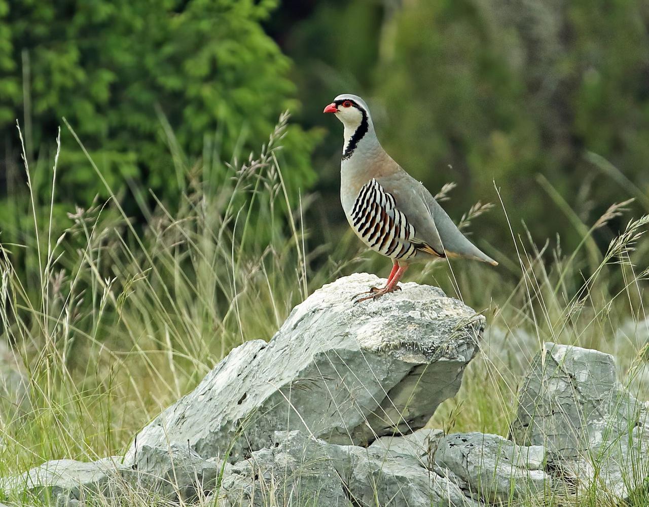 Birding Croatia, Birding Europe, Bird watching Croatia, Adriatic Sea, Balkan Peninsula, Nature Tour, Naturalist Journeys, Wildlife Tour, Wildlife Photography, Ecotourism, Specialty Birds, Birding Hotspot, Krka National Park, Pag, Spring Migration, European Wildlife Tour