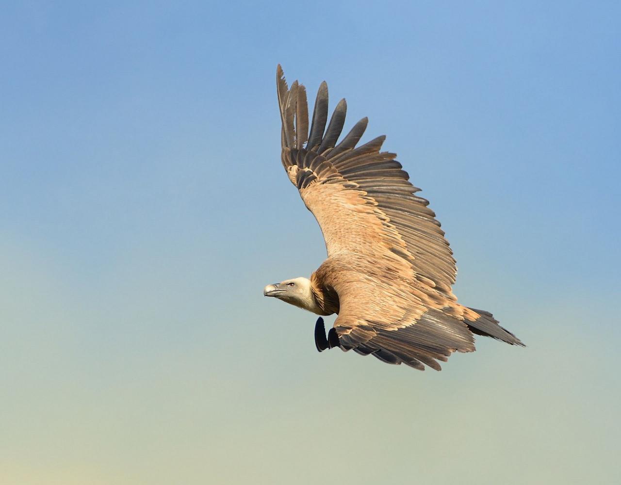 Birding Croatia, Birding Europe, Bird watching Croatia, Adriatic Sea, Balkan Peninsula, Nature Tour, Naturalist Journeys, Wildlife Tour, Wildlife Photography, Ecotourism, Specialty Birds, Birding Hotspot, Krka National Park, Pag, Spring Migration, European Wildlife Tour