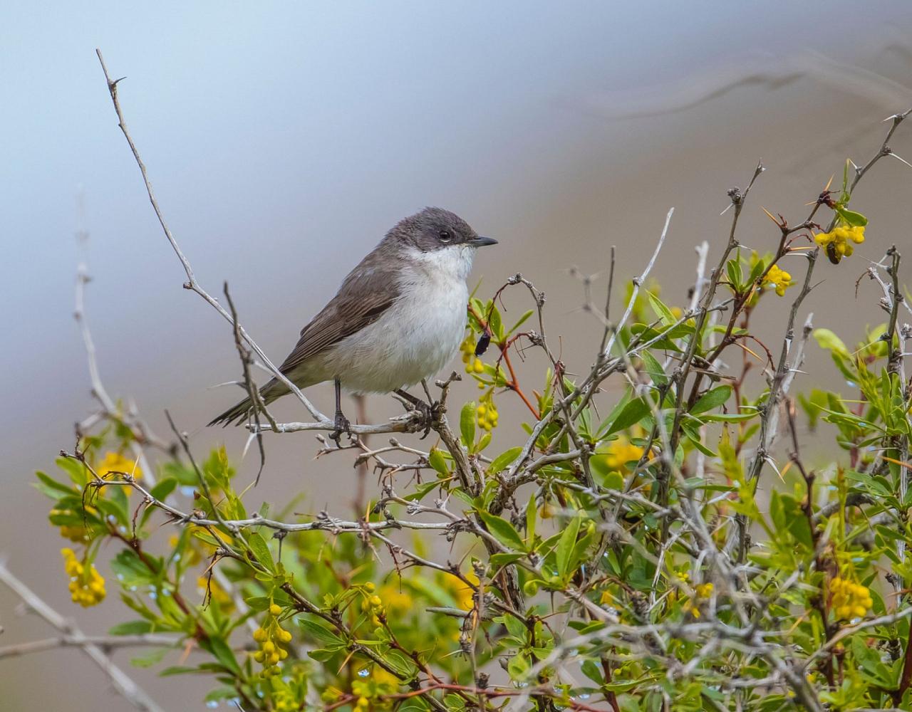 Birding Croatia, Birding Europe, Bird watching Croatia, Adriatic Sea, Balkan Peninsula, Nature Tour, Naturalist Journeys, Wildlife Tour, Wildlife Photography, Ecotourism, Specialty Birds, Birding Hotspot, Krka National Park, Pag, Spring Migration, European Wildlife Tour