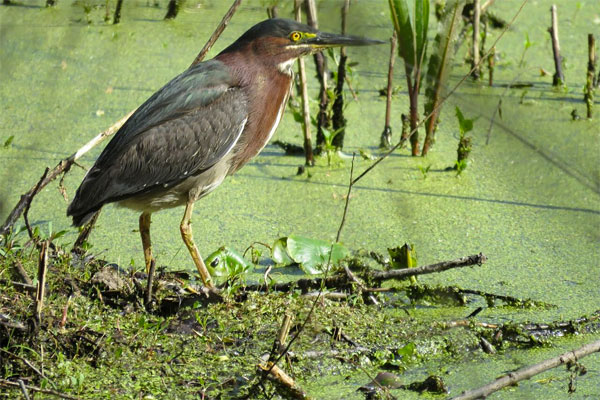Green Heron, Ohio, Spring Migration, Maumee Bay, Oak Openings, Spring Migration Tour, Migration Tour, Naturalist Journeys