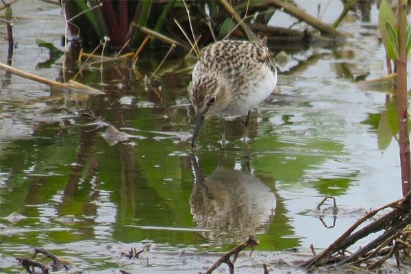 Semipalmated Sandpiper, Ohio, Spring Migration, Maumee Bay, Oak Openings, Spring Migration Tour, Migration Tour, Naturalist Journeys