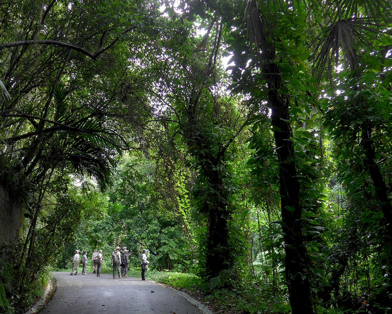 Ecclesdown Road, Jamaica Birding Tour, Naturalist Journeys, Jamaican Endemics, Jamaica Wildlife, Caribbean Birding