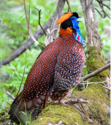 Birding China, Bird Watching China, Asia Birds, Naturalist Journeys, Wildlife Tour, Wildlife Photography, Ecotourism, Specialty Birds, Endemic Birds, Birding Hotspot, Migration, Sichuan Basin