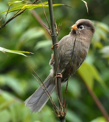 Birding China, Bird Watching China, Asia Birds, Naturalist Journeys, Wildlife Tour, Wildlife Photography, Ecotourism, Specialty Birds, Endemic Birds, Birding Hotspot, Migration, Sichuan Basin