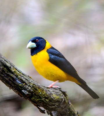 Birding China, Bird Watching China, Asia Birds, Naturalist Journeys, Wildlife Tour, Wildlife Photography, Ecotourism, Specialty Birds, Endemic Birds, Birding Hotspot, Migration, Sichuan Basin