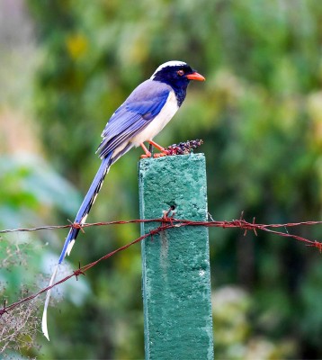 Birding China, Bird Watching China, Asia Birds, Naturalist Journeys, Wildlife Tour, Wildlife Photography, Ecotourism, Specialty Birds, Endemic Birds, Birding Hotspot, Migration, Sichuan Basin