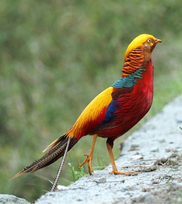Birding China, Bird Watching China, Asia Birds, Naturalist Journeys, Wildlife Tour, Wildlife Photography, Ecotourism, Specialty Birds, Endemic Birds, Birding Hotspot, Migration, Sichuan Basin