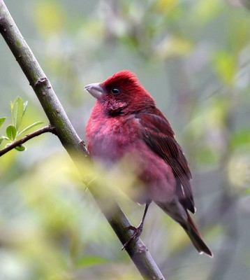 Birding China, Bird Watching China, Asia Birds, Naturalist Journeys, Wildlife Tour, Wildlife Photography, Ecotourism, Specialty Birds, Endemic Birds, Birding Hotspot, Migration, Sichuan Basin