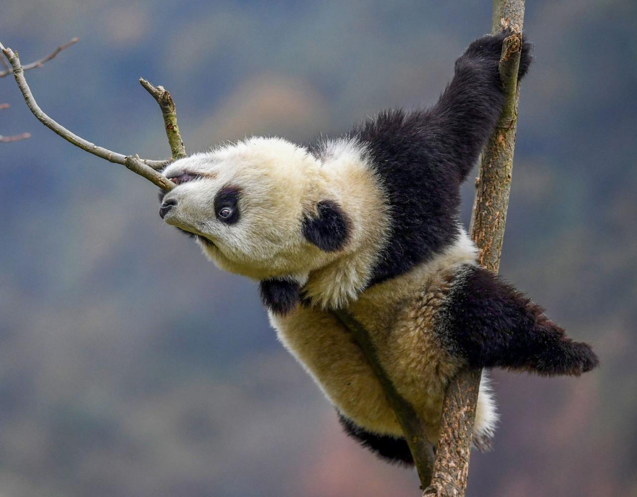 Birding China, Bird Watching China, Asia Birds, Naturalist Journeys, Wildlife Tour, Wildlife Photography, Ecotourism, Specialty Birds, Endemic Birds, Birding Hotspot, Migration, Sichuan Basin