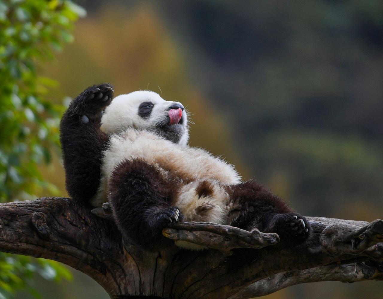 Birding China, Bird Watching China, Asia Birds, Naturalist Journeys, Wildlife Tour, Wildlife Photography, Ecotourism, Specialty Birds, Endemic Birds, Birding Hotspot, Migration, Sichuan Basin