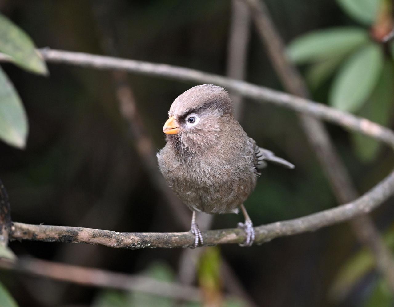 Birding China, Bird Watching China, Asia Birds, Naturalist Journeys, Wildlife Tour, Wildlife Photography, Ecotourism, Specialty Birds, Endemic Birds, Birding Hotspot, Migration, Sichuan Basin