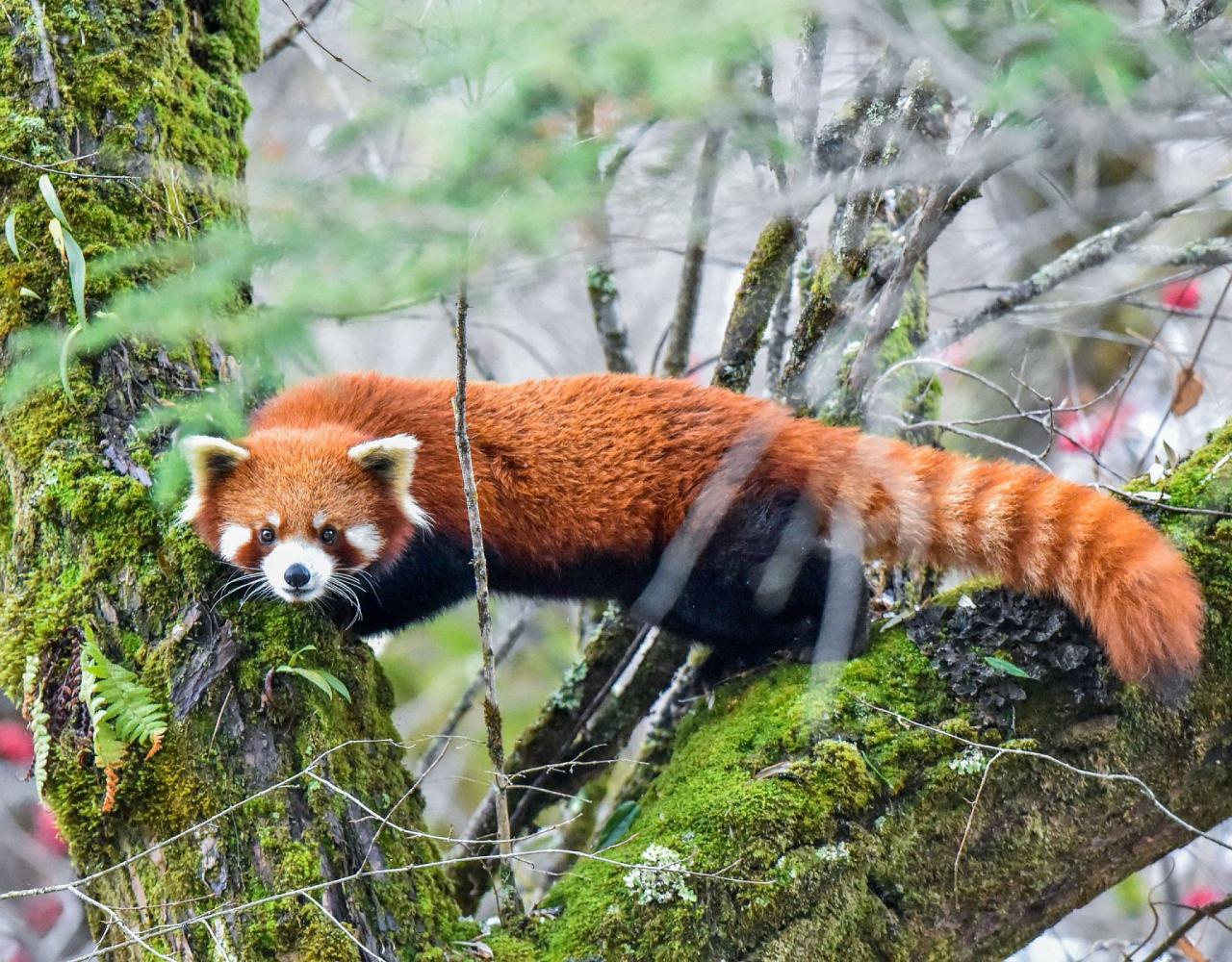 Birding China, Bird Watching China, Asia Birds, Naturalist Journeys, Wildlife Tour, Wildlife Photography, Ecotourism, Specialty Birds, Endemic Birds, Birding Hotspot, Migration, Sichuan Basin