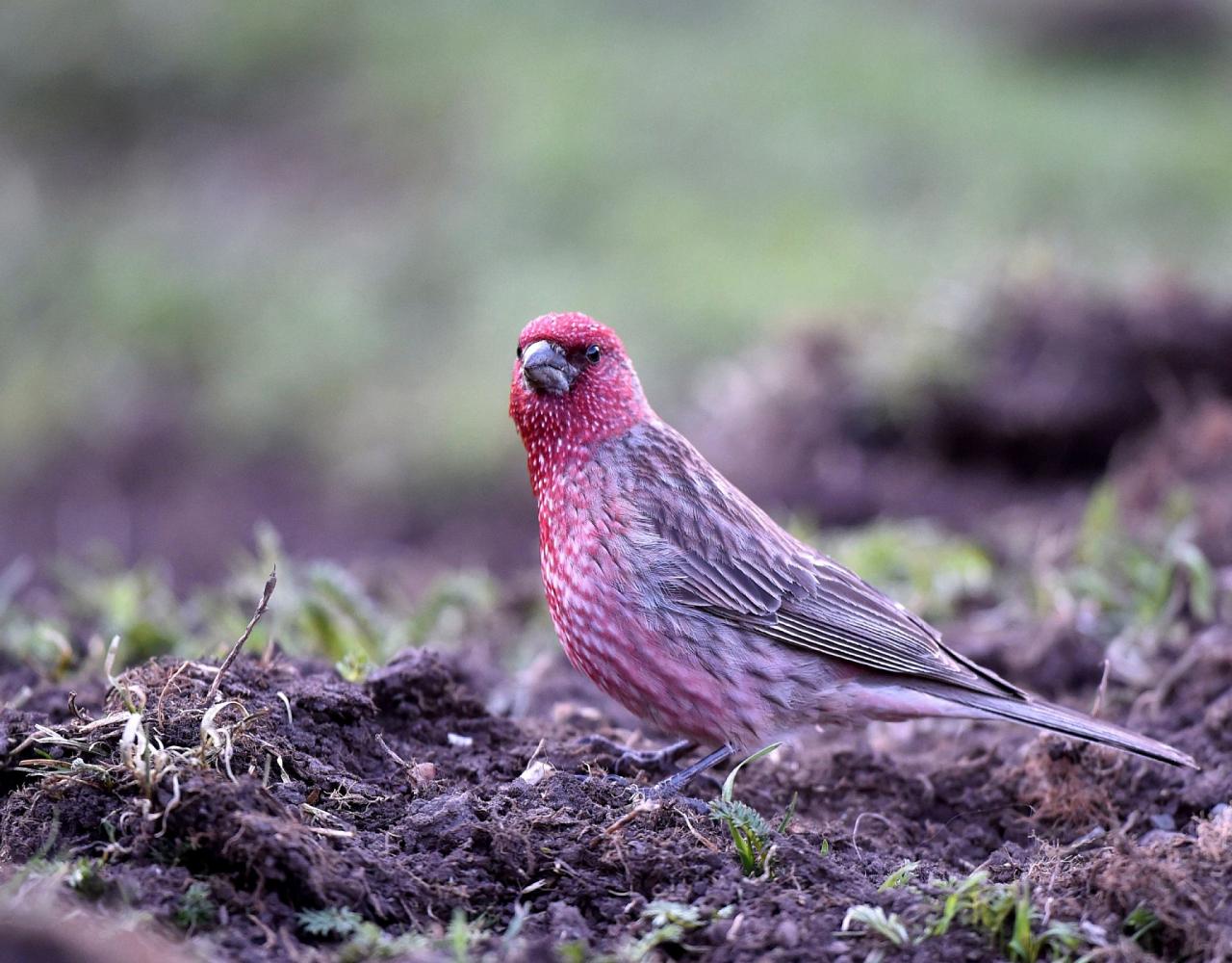 Birding China, Bird Watching China, Asia Birds, Naturalist Journeys, Wildlife Tour, Wildlife Photography, Ecotourism, Specialty Birds, Endemic Birds, Birding Hotspot, Migration, Sichuan Basin