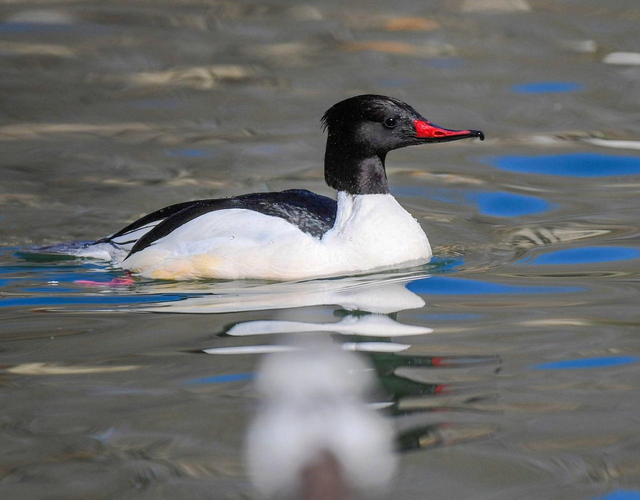 Birding China, Bird Watching China, Asia Birds, Naturalist Journeys, Wildlife Tour, Wildlife Photography, Ecotourism, Specialty Birds, Endemic Birds, Birding Hotspot, Migration, Sichuan Basin