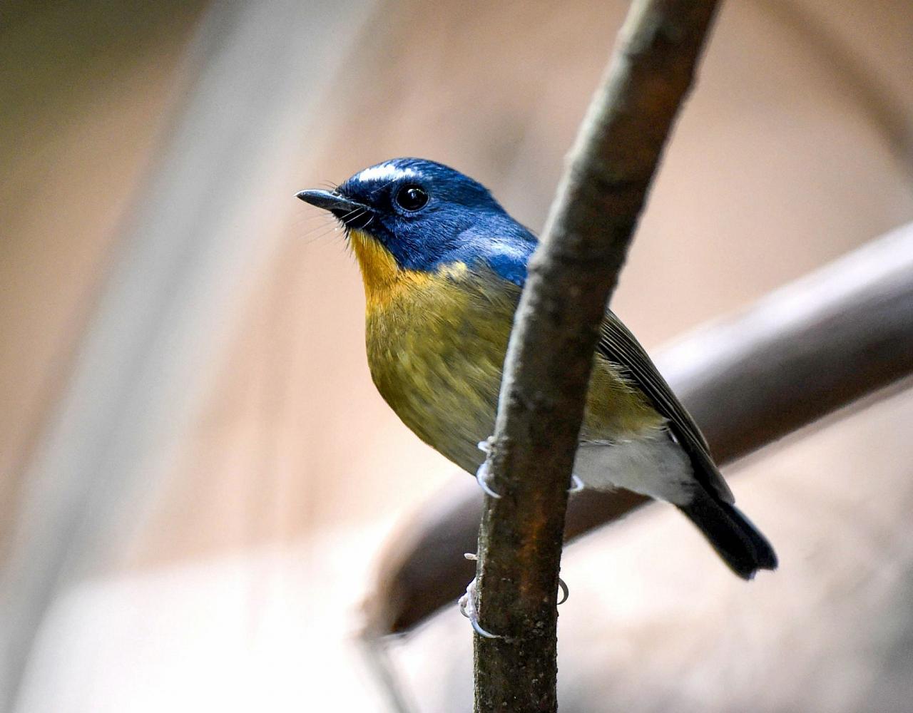 Birding China, Bird Watching China, Asia Birds, Naturalist Journeys, Wildlife Tour, Wildlife Photography, Ecotourism, Specialty Birds, Endemic Birds, Birding Hotspot, Migration, Sichuan Basin
