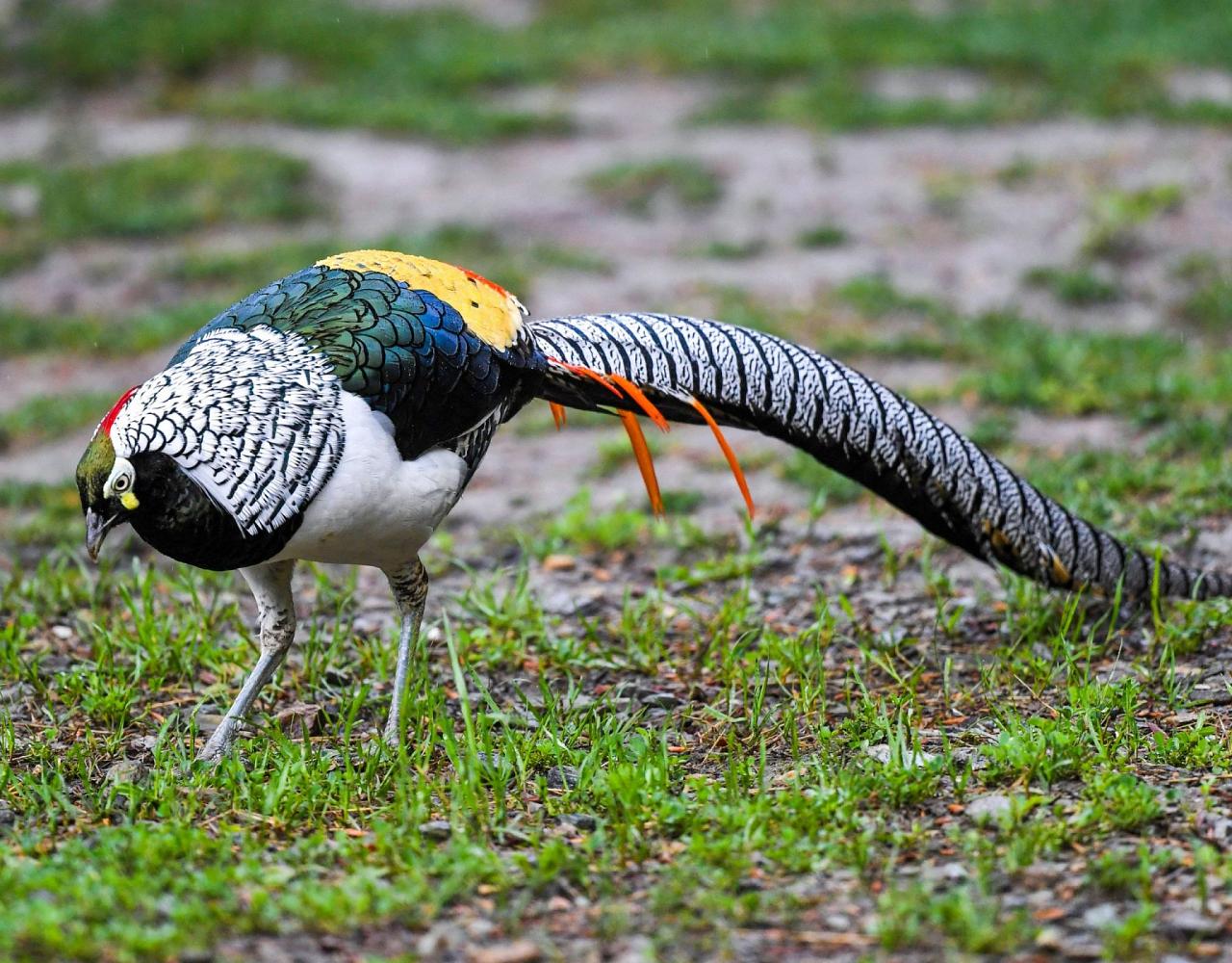 Birding China, Bird Watching China, Asia Birds, Naturalist Journeys, Wildlife Tour, Wildlife Photography, Ecotourism, Specialty Birds, Endemic Birds, Birding Hotspot, Migration, Sichuan Basin