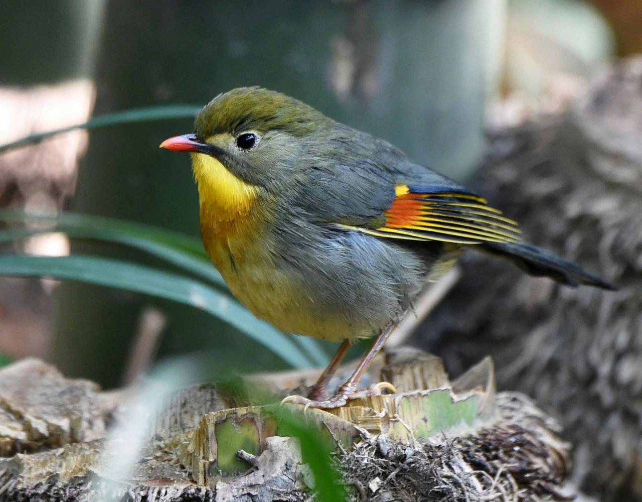 Birding China, Bird Watching China, Asia Birds, Naturalist Journeys, Wildlife Tour, Wildlife Photography, Ecotourism, Specialty Birds, Endemic Birds, Birding Hotspot, Migration, Sichuan Basin