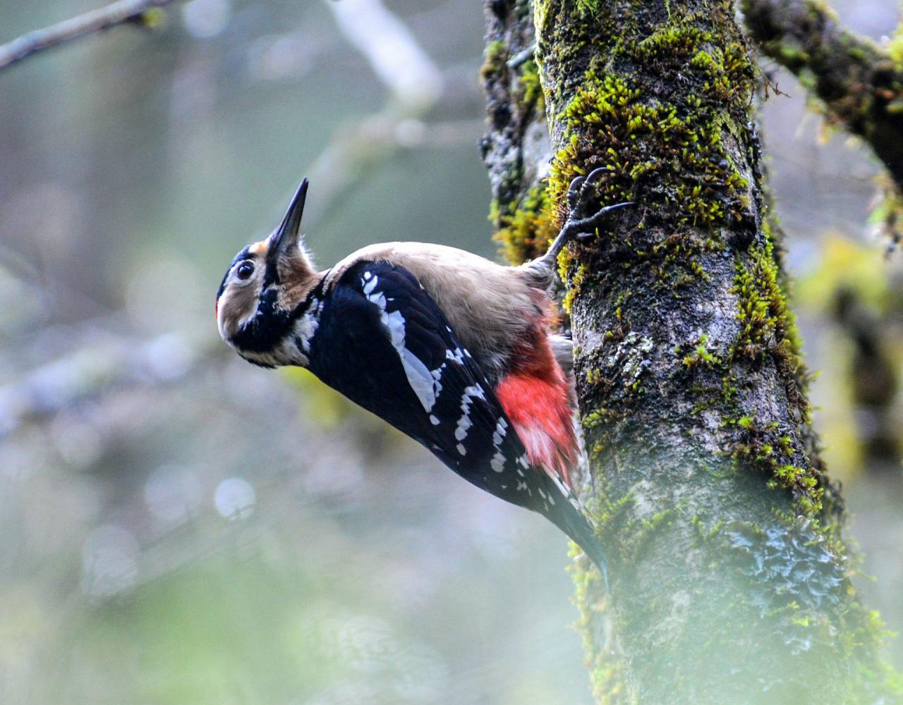 Birding China, Bird Watching China, Asia Birds, Naturalist Journeys, Wildlife Tour, Wildlife Photography, Ecotourism, Specialty Birds, Endemic Birds, Birding Hotspot, Migration, Sichuan Basin