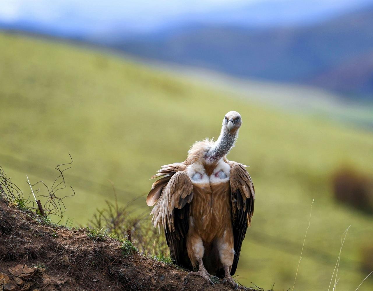 Birding China, Bird Watching China, Asia Birds, Naturalist Journeys, Wildlife Tour, Wildlife Photography, Ecotourism, Specialty Birds, Endemic Birds, Birding Hotspot, Migration, Sichuan Basin