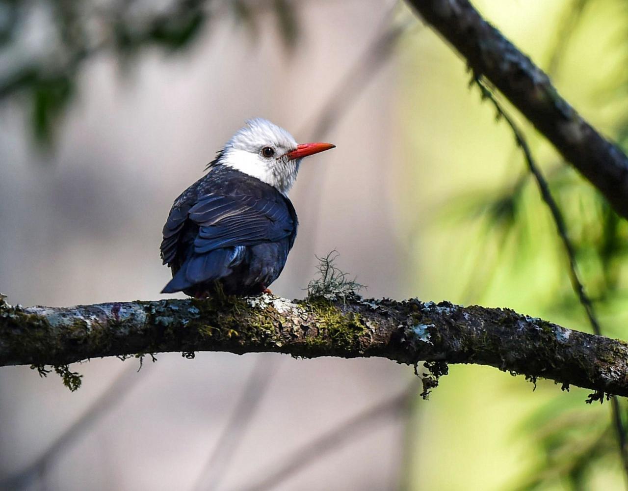 Birding China, Bird Watching China, Asia Birds, Naturalist Journeys, Wildlife Tour, Wildlife Photography, Ecotourism, Specialty Birds, Endemic Birds, Birding Hotspot, Migration, Sichuan Basin