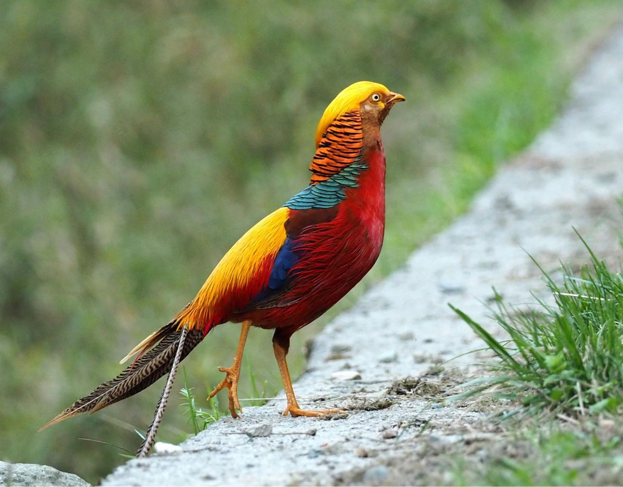 Birding China, Bird Watching China, Asia Birds, Naturalist Journeys, Wildlife Tour, Wildlife Photography, Ecotourism, Specialty Birds, Endemic Birds, Birding Hotspot, Migration, Sichuan Basin