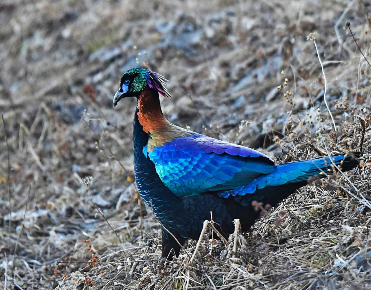 Birding China, Bird Watching China, Asia Birds, Naturalist Journeys, Wildlife Tour, Wildlife Photography, Ecotourism, Specialty Birds, Endemic Birds, Birding Hotspot, Migration, Sichuan Basin