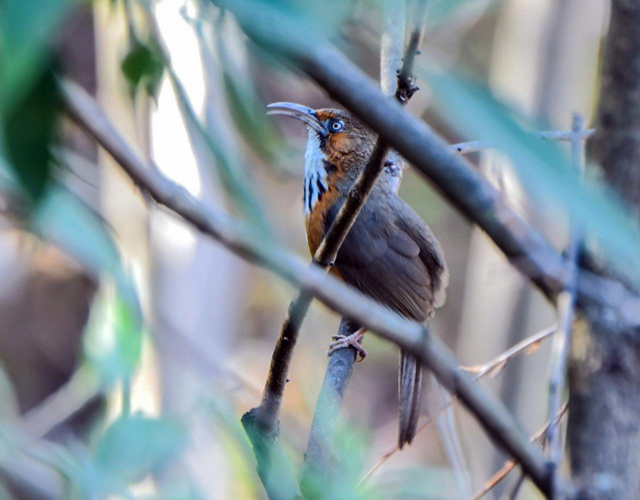 Birding China, Bird Watching China, Asia Birds, Naturalist Journeys, Wildlife Tour, Wildlife Photography, Ecotourism, Specialty Birds, Endemic Birds, Birding Hotspot, Migration, Sichuan Basin