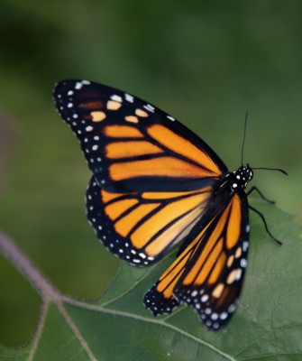 Birding Mexico, Bird Watching Mexico, Naturalist Journeys, Wildlife Tour, Wildlife Photography, Ecotourism, Specialty Birds, Endemic Birds, Birding Hotspot, Monarch Migration, Butterflies