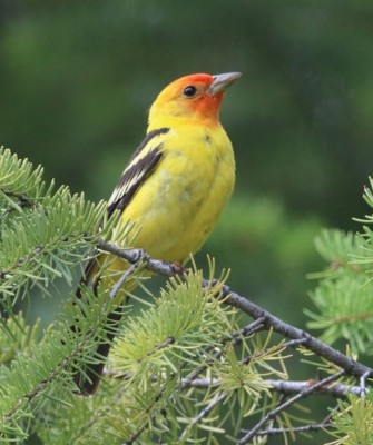 Birding Canada, Bird Watching Canada, Birding North America, Naturalist Journeys, Wildlife Tour, Wildlife Photography, Ecotourism, Specialty Birds, Endemic Birds, Birding Hotspot, Banff National Park