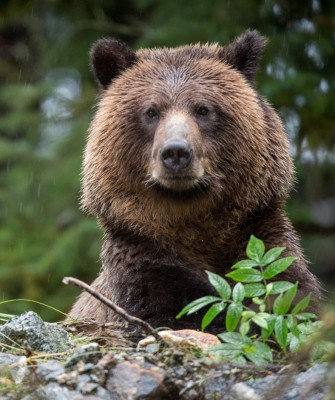 Birding Canada, Bird Watching Canada, Birding North America, Naturalist Journeys, Wildlife Tour, Wildlife Photography, Ecotourism, Specialty Birds, Endemic Birds, Birding Hotspot, Banff National Park