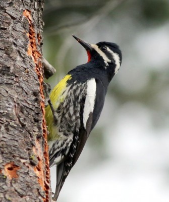 Birding Canada, Bird Watching Canada, Birding North America, Naturalist Journeys, Wildlife Tour, Wildlife Photography, Ecotourism, Specialty Birds, Endemic Birds, Birding Hotspot, Banff National Park