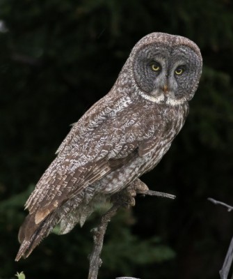 Birding Canada, Bird Watching Canada, Birding North America, Naturalist Journeys, Wildlife Tour, Wildlife Photography, Ecotourism, Specialty Birds, Endemic Birds, Birding Hotspot, Banff National Park