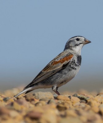 Birding Canada, Bird Watching Canada, Birding North America, Naturalist Journeys, Wildlife Tour, Wildlife Photography, Ecotourism, Specialty Birds, Endemic Birds, Birding Hotspot, Banff National Park