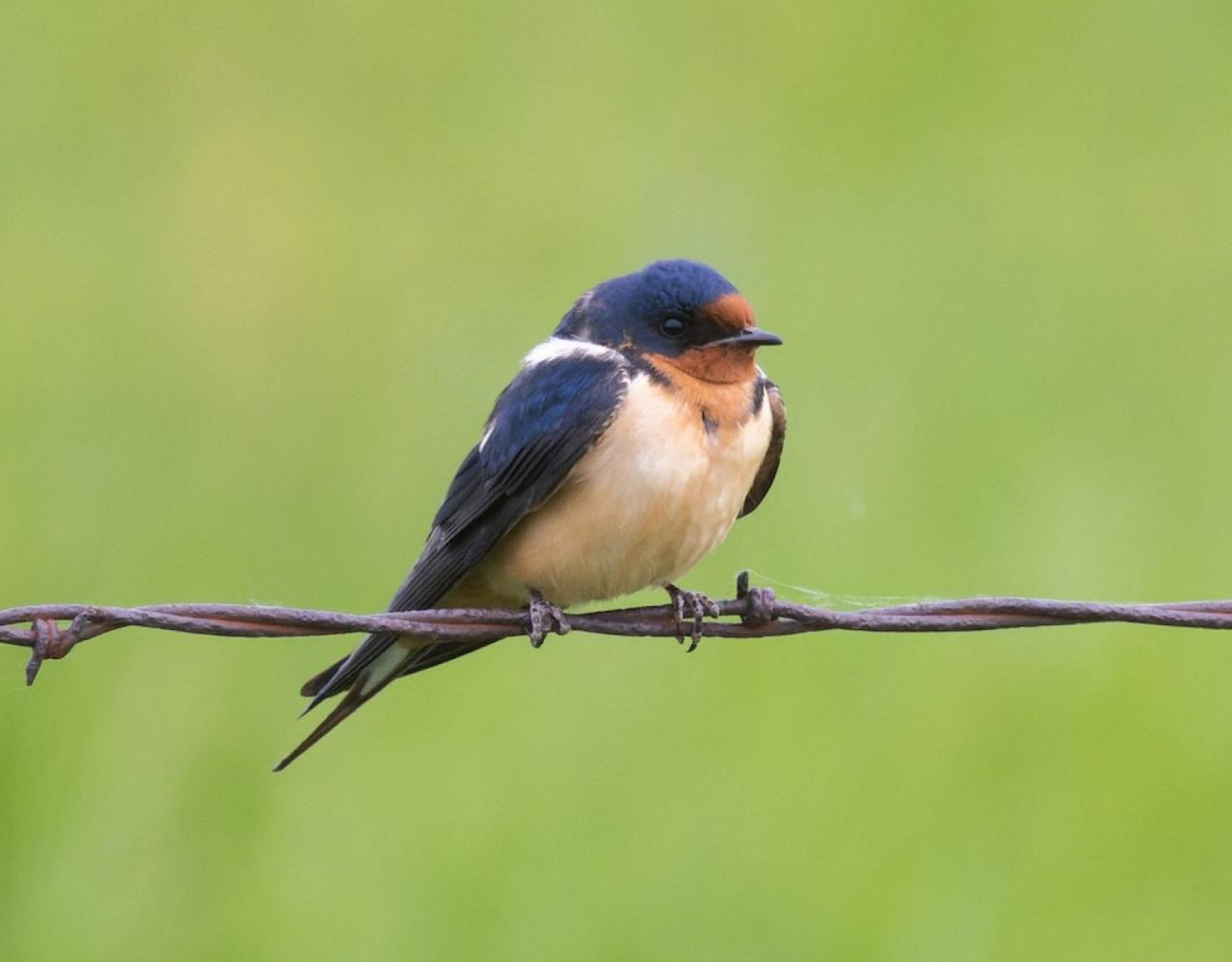 Birding Canada, Bird Watching Canada, Birding North America, Naturalist Journeys, Wildlife Tour, Wildlife Photography, Ecotourism, Specialty Birds, Endemic Birds, Birding Hotspot, Banff National Park