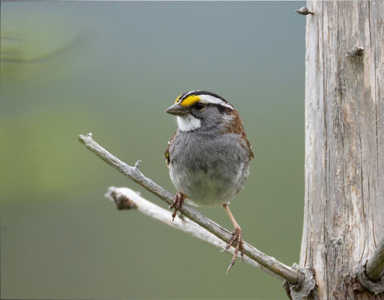 Birding Canada, Bird Watching Canada, Birding North America, Naturalist Journeys, Wildlife Tour, Wildlife Photography, Ecotourism, Specialty Birds, Endemic Birds, Birding Hotspot, Banff National Park