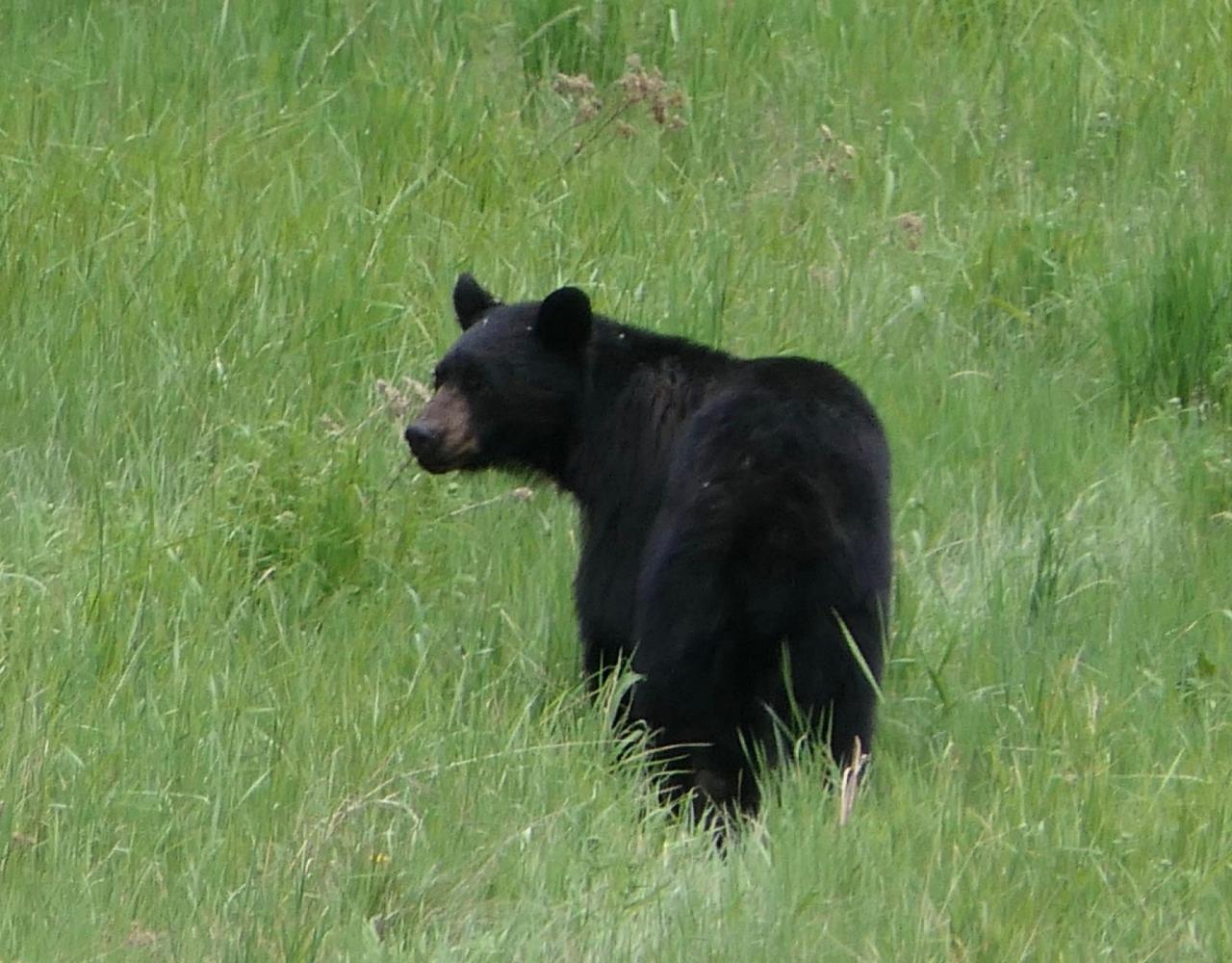 Birding Canada, Bird Watching Canada, Birding North America, Naturalist Journeys, Wildlife Tour, Wildlife Photography, Ecotourism, Specialty Birds, Endemic Birds, Birding Hotspot, Banff National Park