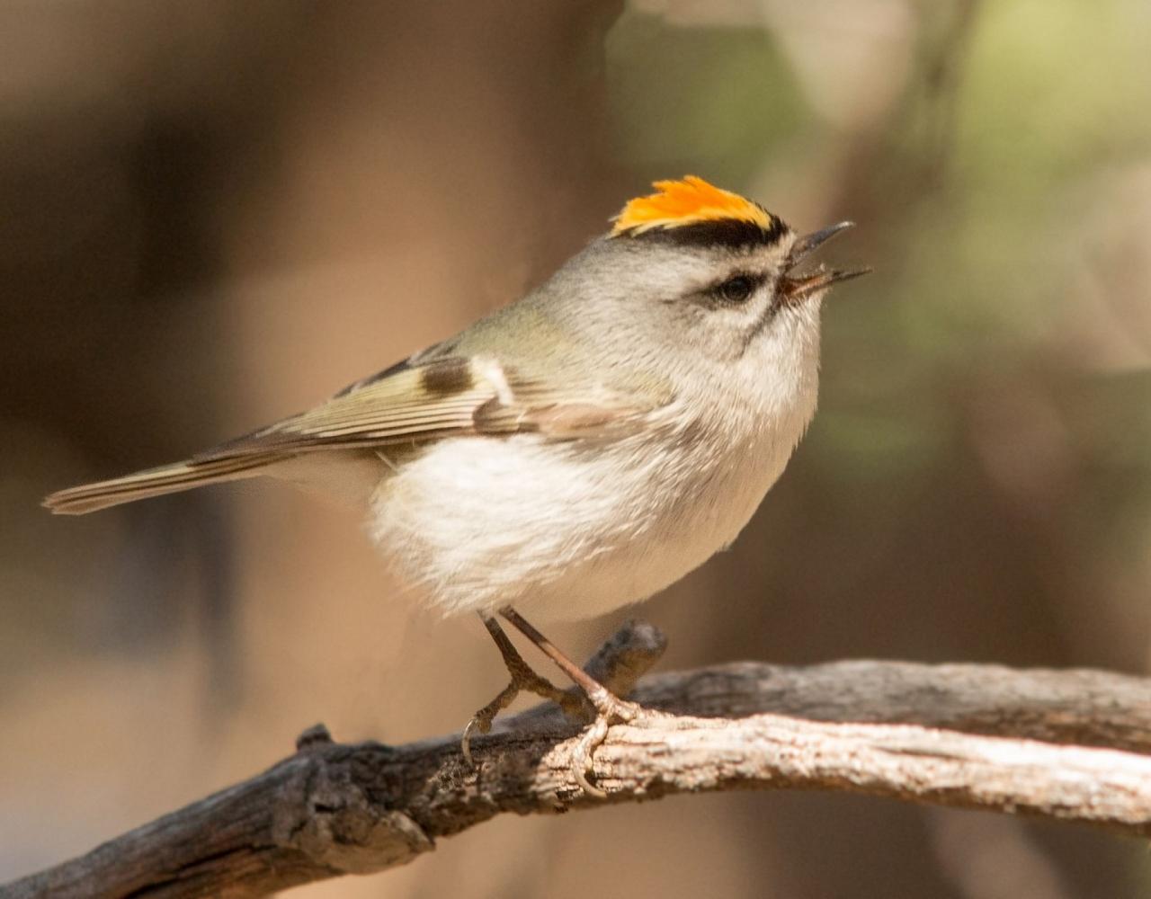 Birding Canada, Bird Watching Canada, Birding North America, Naturalist Journeys, Wildlife Tour, Wildlife Photography, Ecotourism, Specialty Birds, Endemic Birds, Birding Hotspot, Banff National Park