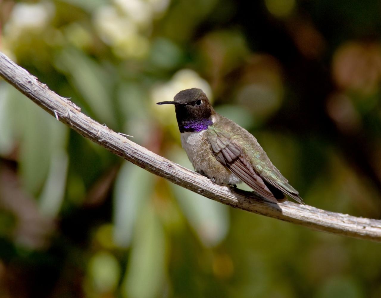 Birding Canada, Bird Watching Canada, Birding North America, Naturalist Journeys, Wildlife Tour, Wildlife Photography, Ecotourism, Specialty Birds, Endemic Birds, Birding Hotspot, Banff National Park