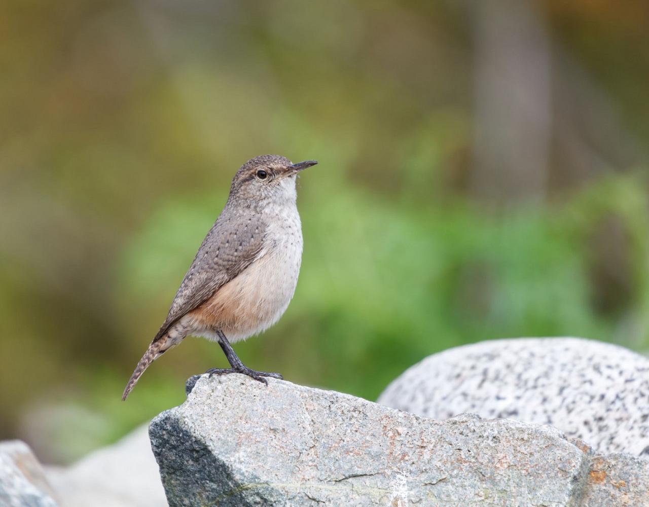 Birding Canada, Bird Watching Canada, Birding North America, Naturalist Journeys, Wildlife Tour, Wildlife Photography, Ecotourism, Specialty Birds, Endemic Birds, Birding Hotspot, Banff National Park