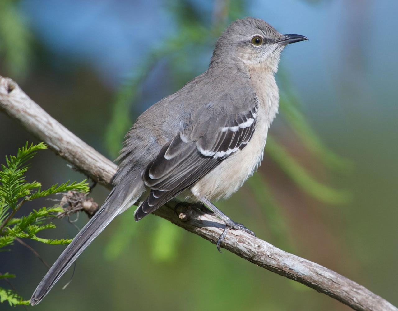 Birding the USA, Bird Watching North America, Western Birds, Naturalist Journeys, Wildlife Tour, Wildlife Photography, Ecotourism, Specialty Birds, Grand Canyon National Park, Zion National Park, Capitol Reef National Park, Bryce Canyon National Park