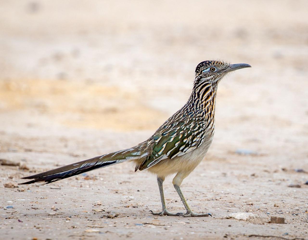 Birding the USA, Bird Watching North America, Western Birds, Naturalist Journeys, Wildlife Tour, Wildlife Photography, Ecotourism, Specialty Birds, Grand Canyon National Park, Zion National Park, Capitol Reef National Park, Bryce Canyon National Park