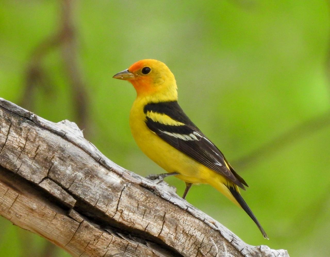 Birding the USA, Bird Watching North America, Western Birds, Naturalist Journeys, Wildlife Tour, Wildlife Photography, Ecotourism, Specialty Birds, Grand Canyon National Park, Zion National Park, Capitol Reef National Park, Bryce Canyon National Park