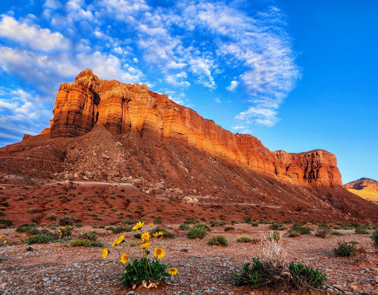Birding the USA, Bird Watching North America, Western Birds, Naturalist Journeys, Wildlife Tour, Wildlife Photography, Ecotourism, Specialty Birds, Grand Canyon National Park, Zion National Park, Capitol Reef National Park, Bryce Canyon National Park