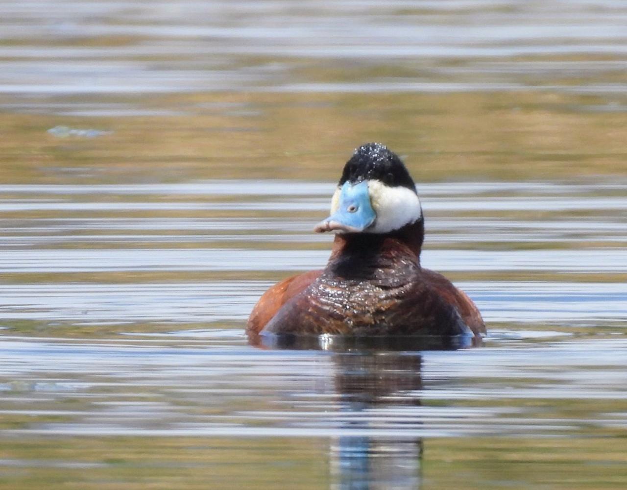 Birding the USA, Bird Watching North America, Western Birds, Naturalist Journeys, Wildlife Tour, Wildlife Photography, Ecotourism, Specialty Birds, Grand Canyon National Park, Zion National Park, Capitol Reef National Park, Bryce Canyon National Park