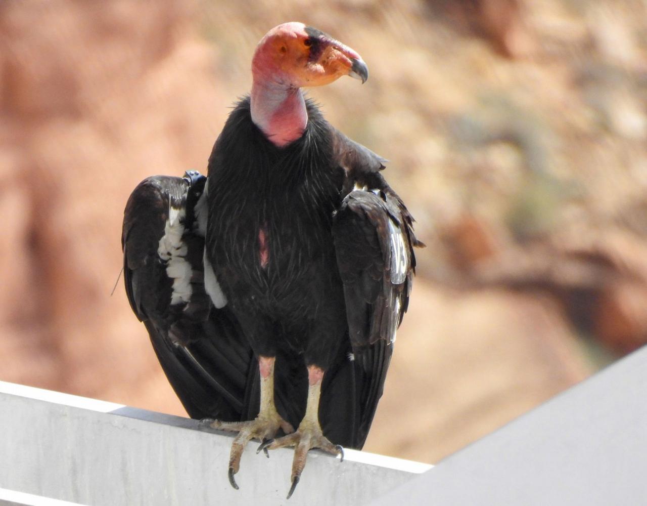 Birding the USA, Bird Watching North America, Western Birds, Naturalist Journeys, Wildlife Tour, Wildlife Photography, Ecotourism, Specialty Birds, Grand Canyon National Park, Zion National Park, Capitol Reef National Park, Bryce Canyon National Park