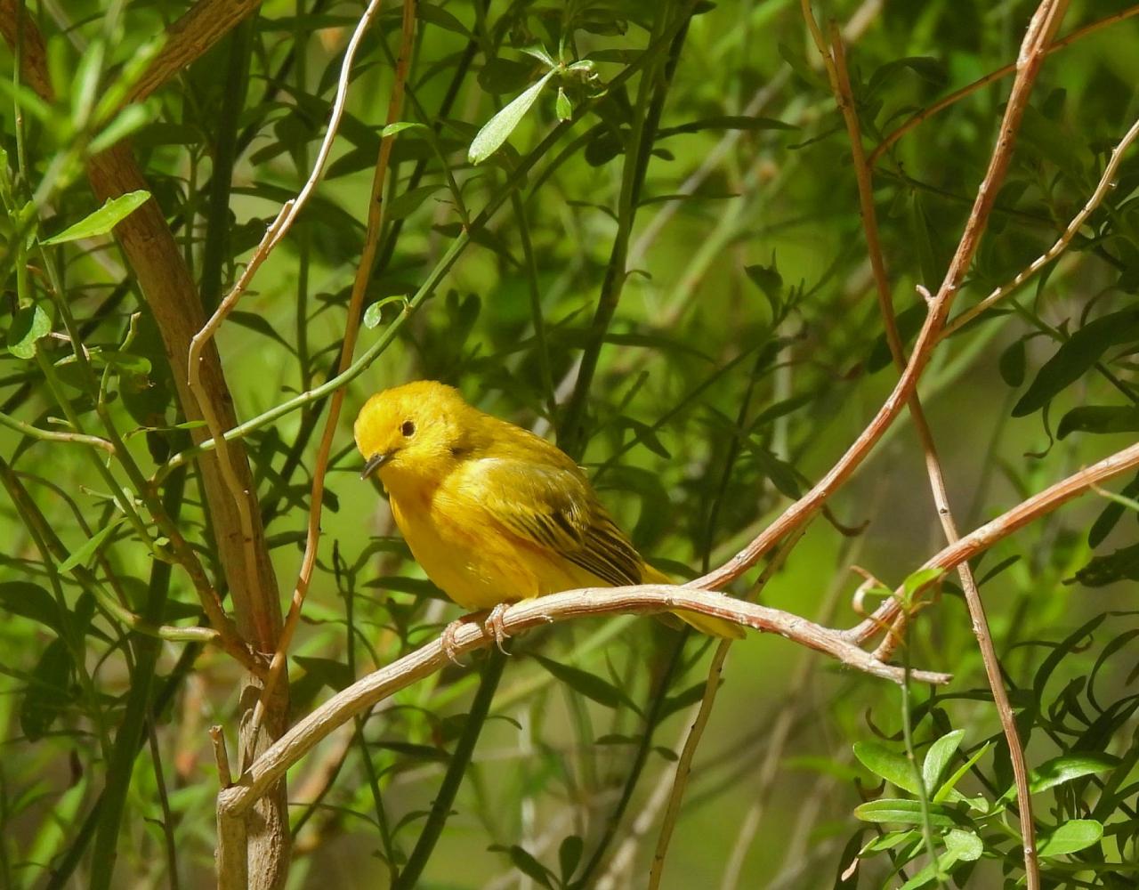 Birding the USA, Bird Watching North America, Western Birds, Naturalist Journeys, Wildlife Tour, Wildlife Photography, Ecotourism, Specialty Birds, Grand Canyon National Park, Zion National Park, Capitol Reef National Park, Bryce Canyon National Park