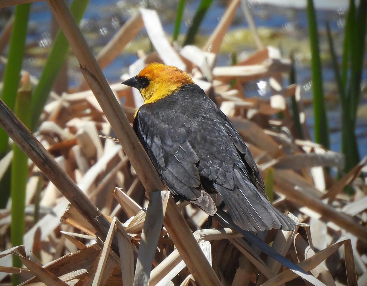 Birding the USA, Bird Watching North America, Western Birds, Naturalist Journeys, Wildlife Tour, Wildlife Photography, Ecotourism, Specialty Birds, Grand Canyon National Park, Zion National Park, Capitol Reef National Park, Bryce Canyon National Park