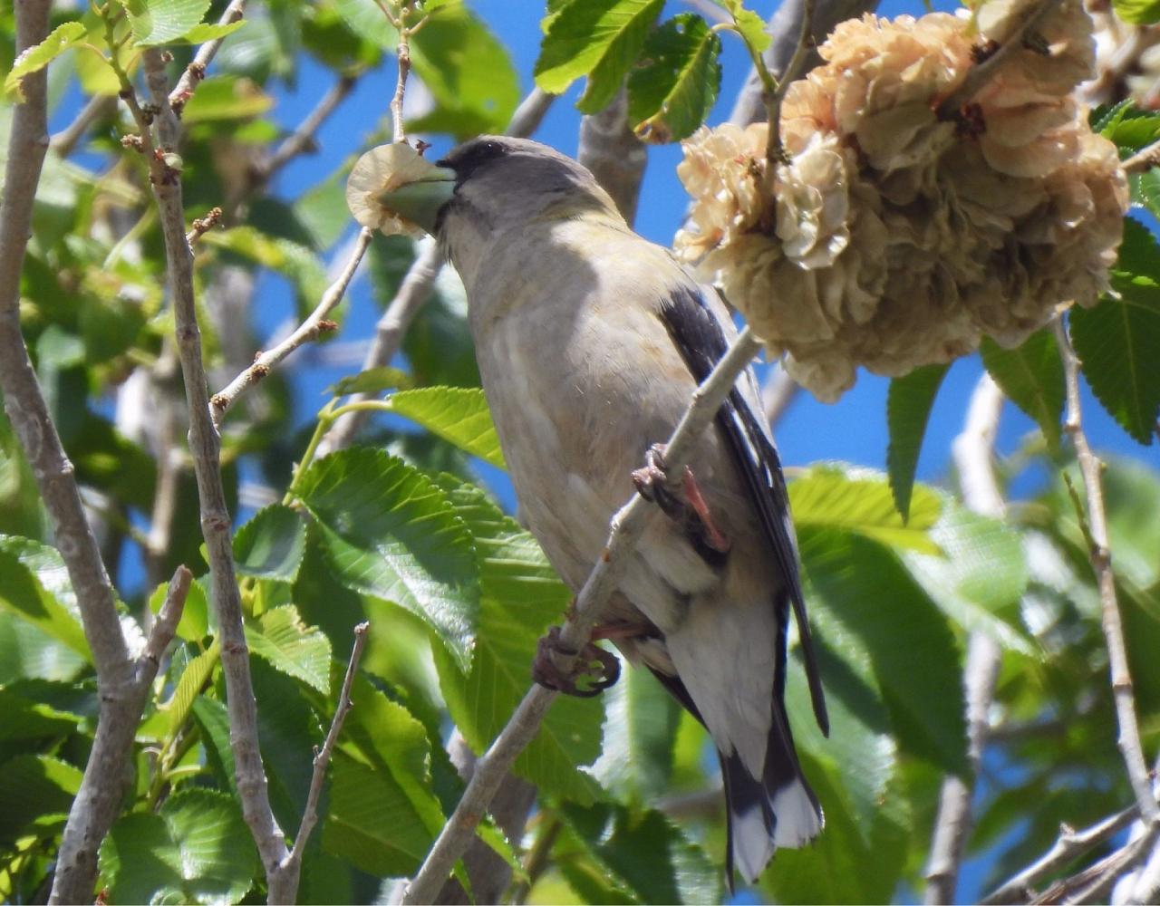 Birding the USA, Bird Watching North America, Western Birds, Naturalist Journeys, Wildlife Tour, Wildlife Photography, Ecotourism, Specialty Birds, Grand Canyon National Park, Zion National Park, Capitol Reef National Park, Bryce Canyon National Park