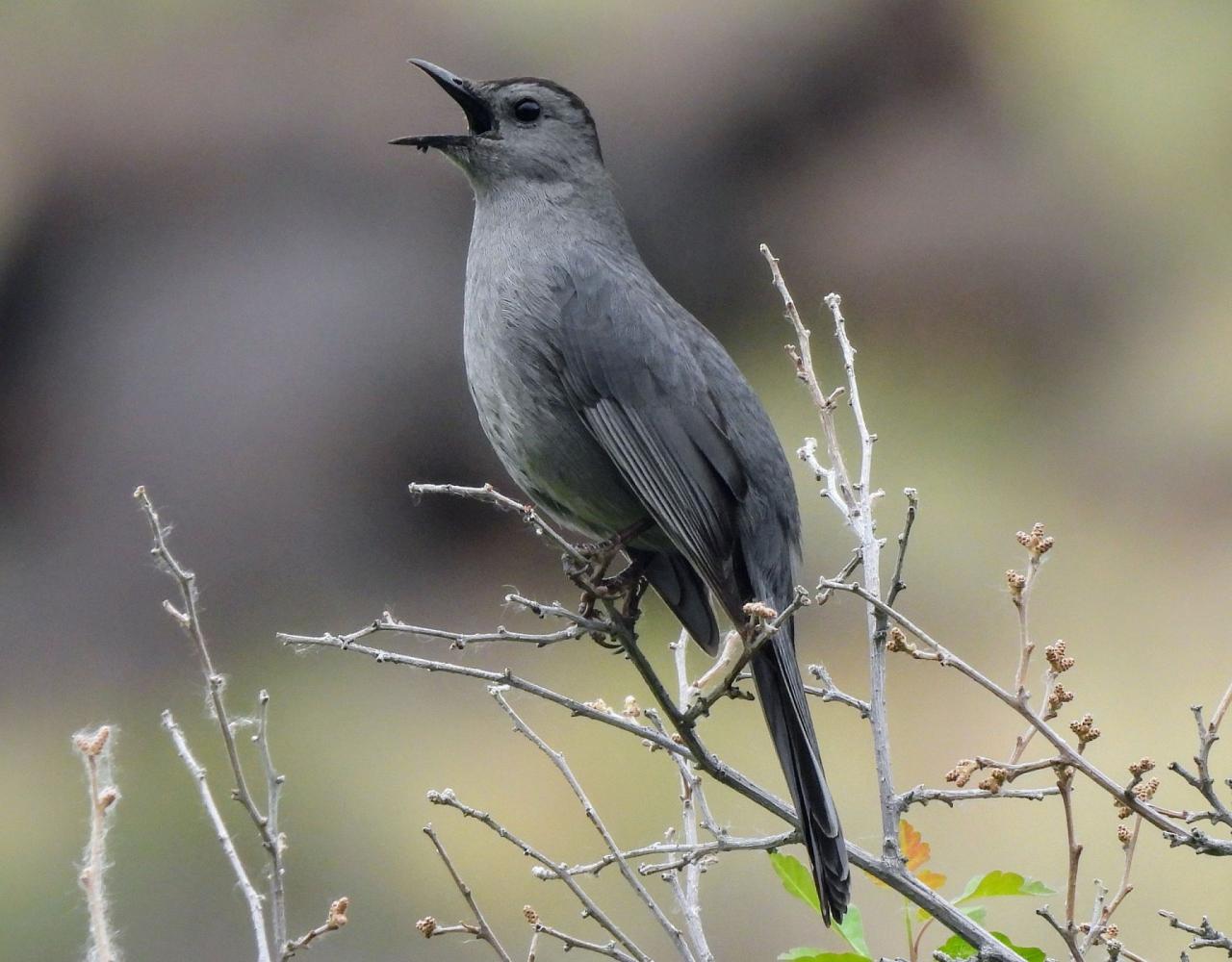 Birding the USA, Bird Watching North America, Western Birds, Naturalist Journeys, Wildlife Tour, Wildlife Photography, Ecotourism, Specialty Birds, Grand Canyon National Park, Zion National Park, Capitol Reef National Park, Bryce Canyon National Park